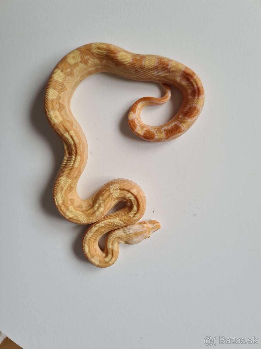 Veľhad Královský-Boa Constrictor tohto ročné - 3