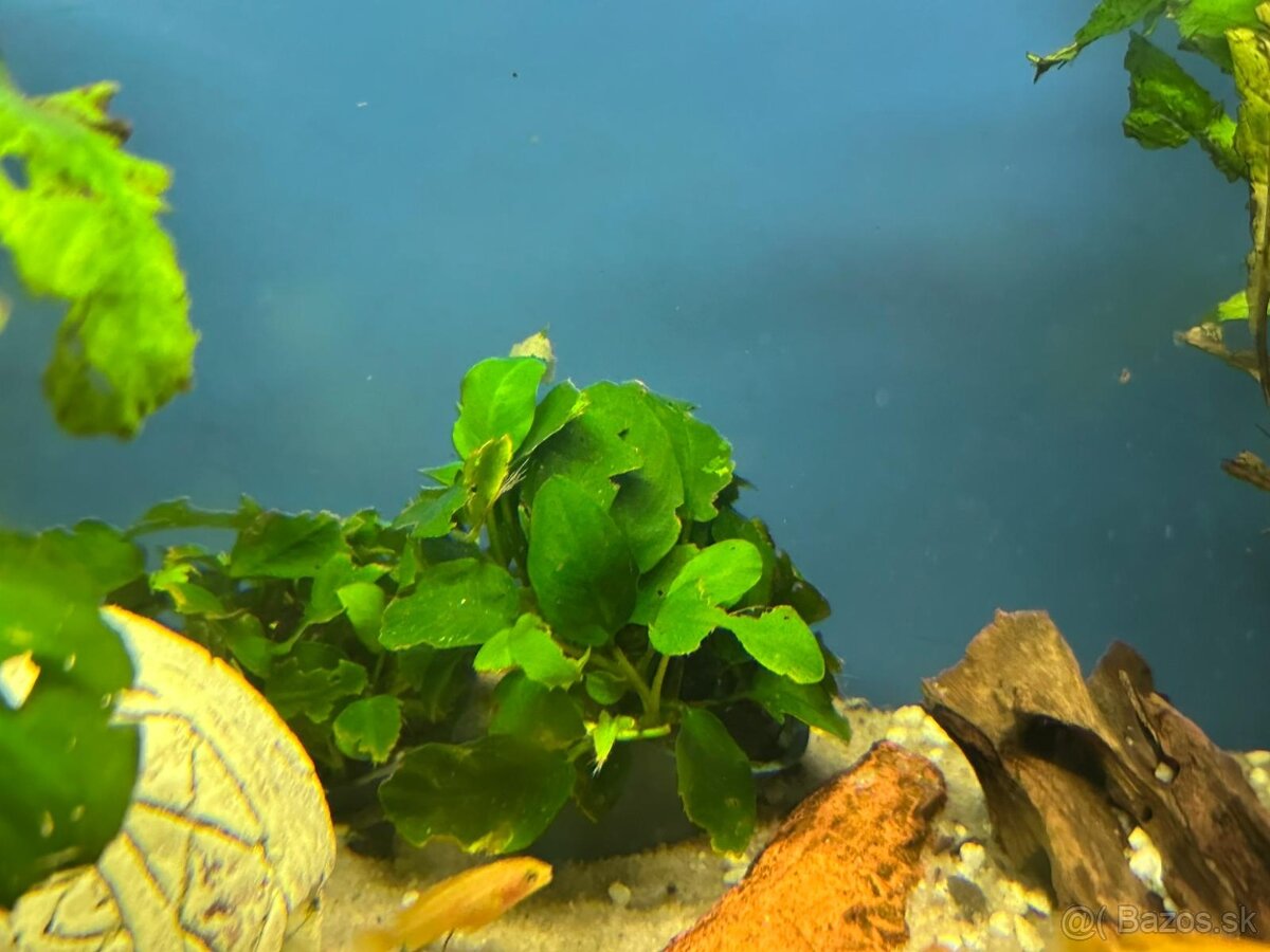 Anubias barteri - Akváriová rastlina - 3