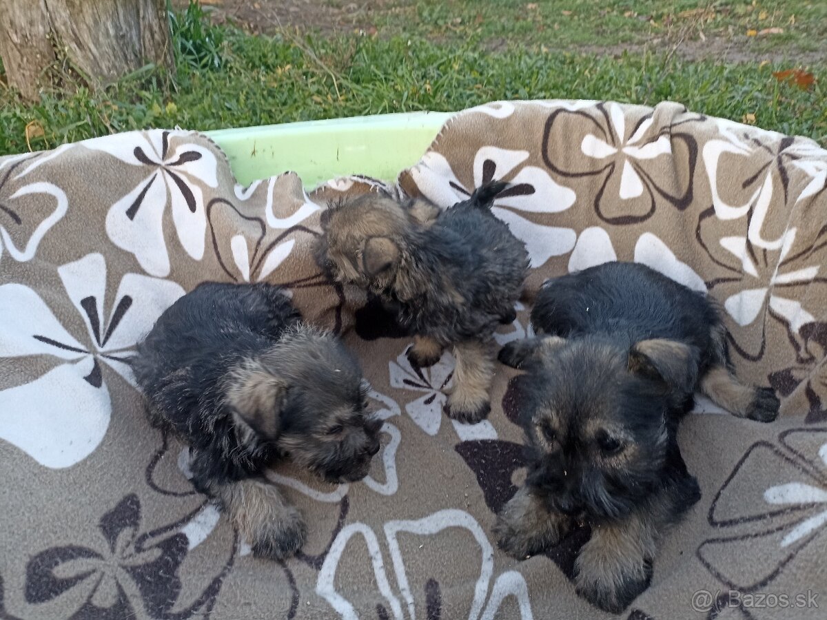 Bradac malý šteniatka - 3