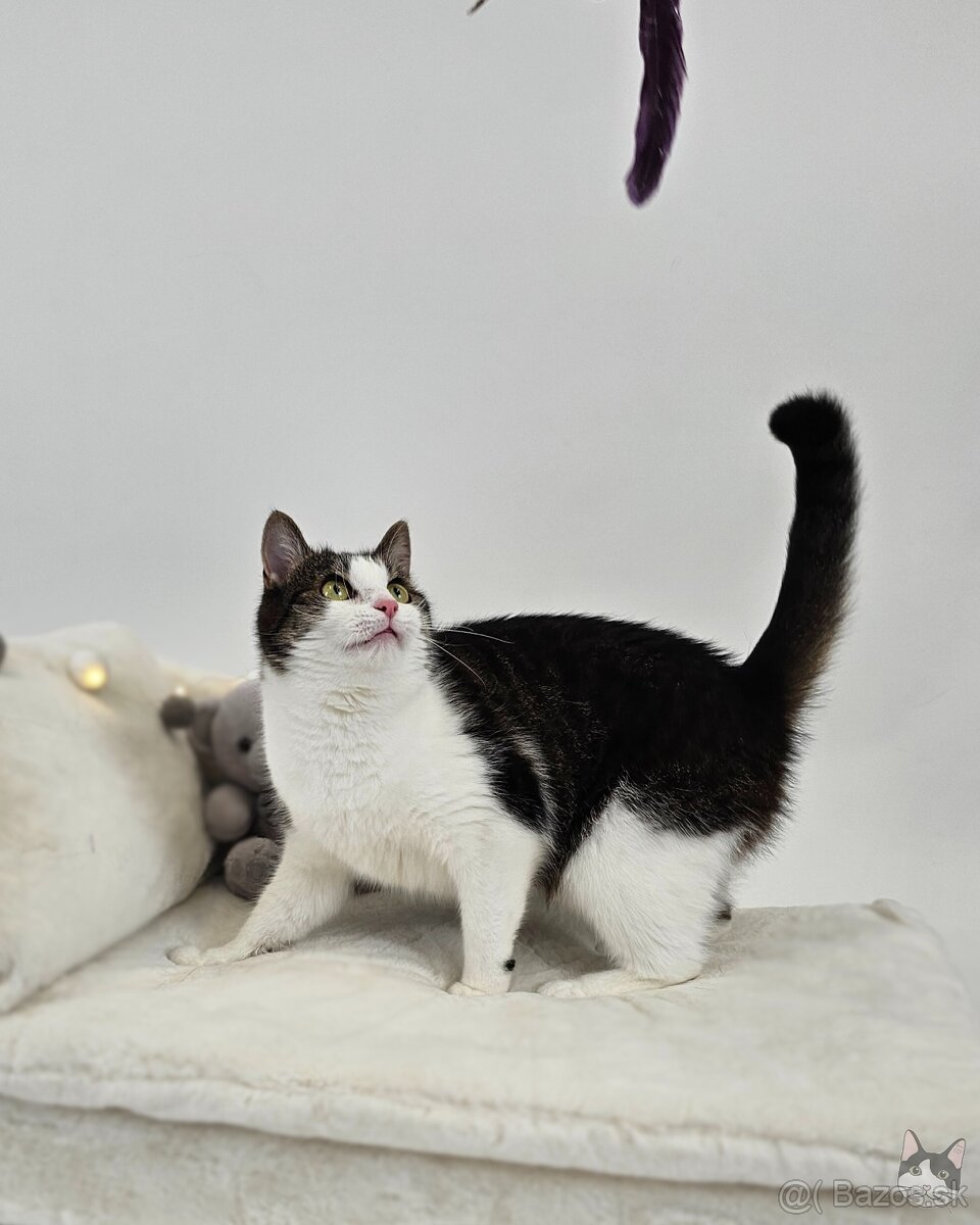 Mačička SAMANTA hľadá domov - 3