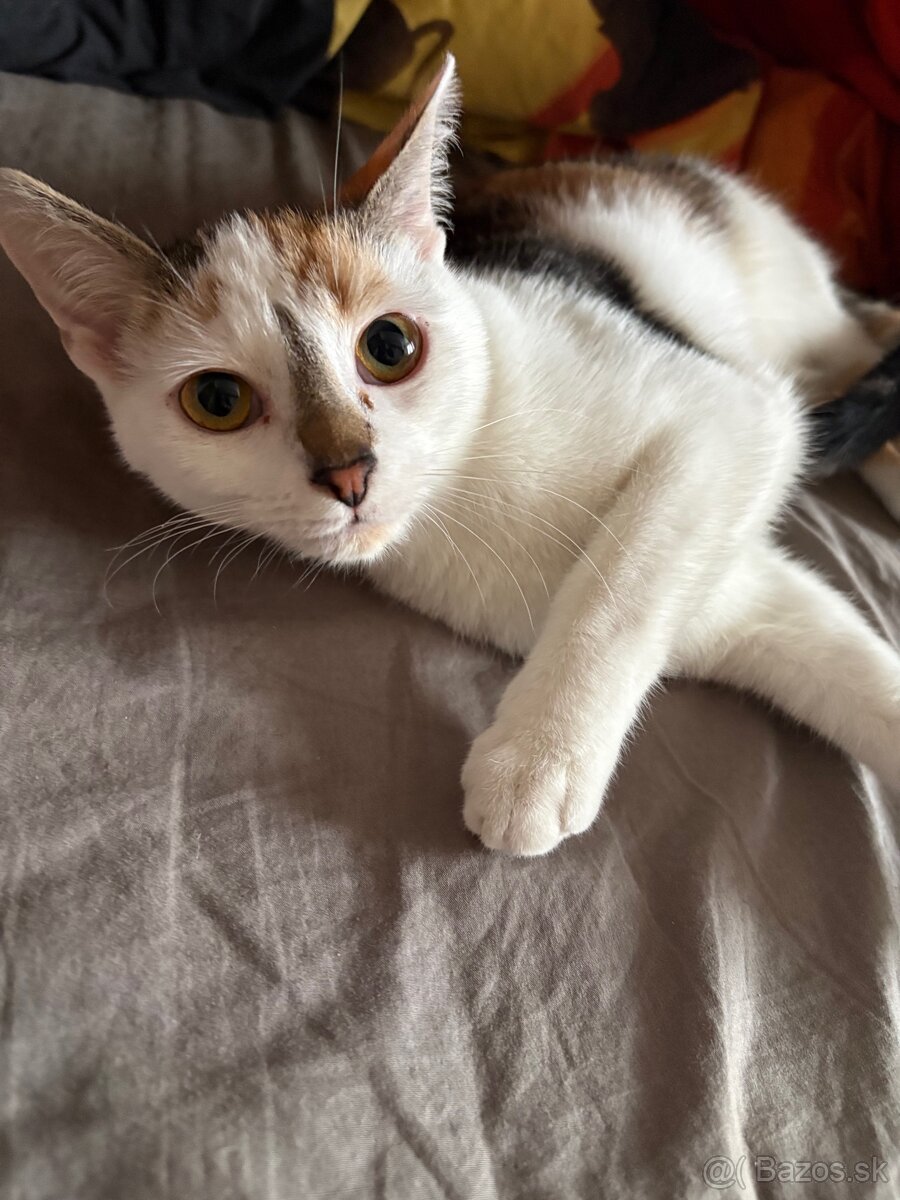 Darujem mačku - 3