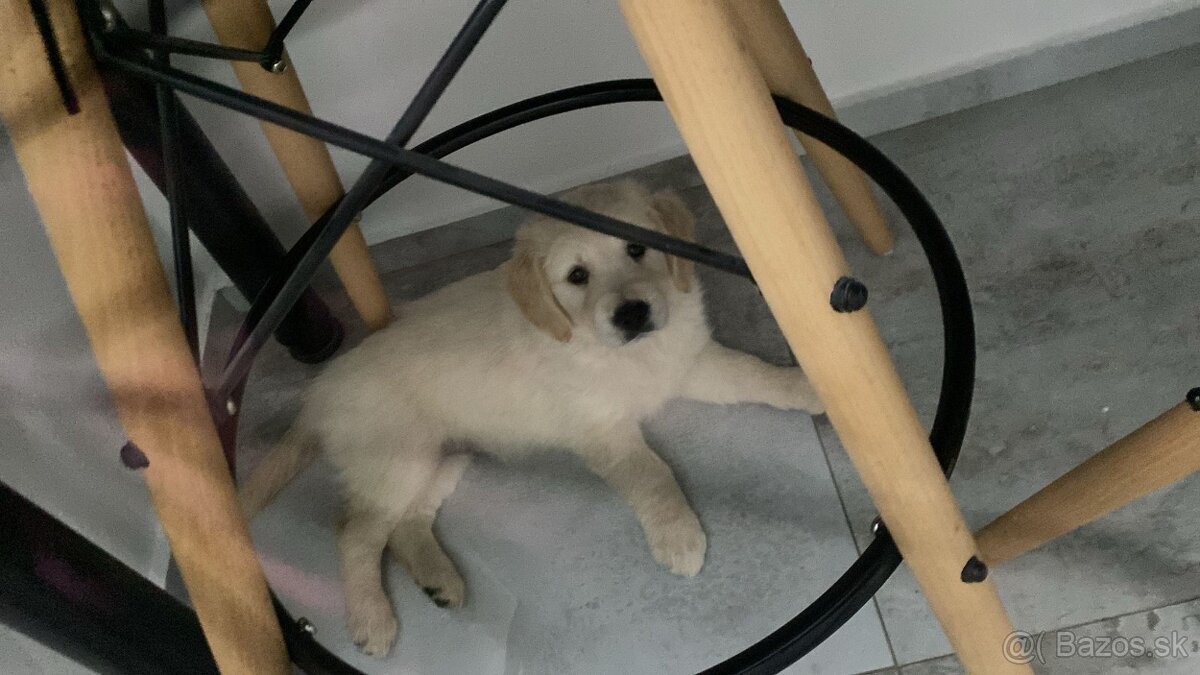 Zlatý retriever - 3