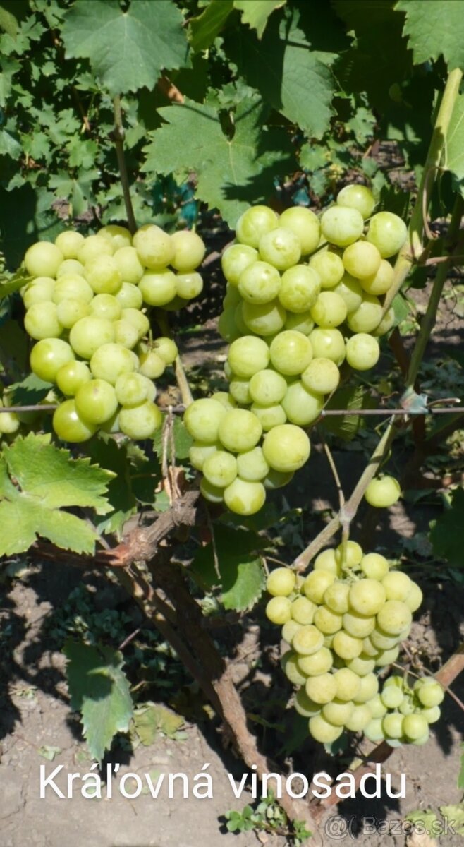 Sadenice viniča - 3