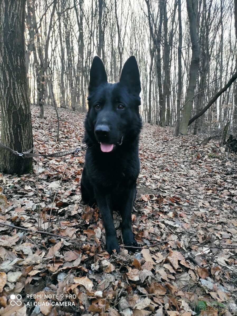 Nemecký ovčiak - 3