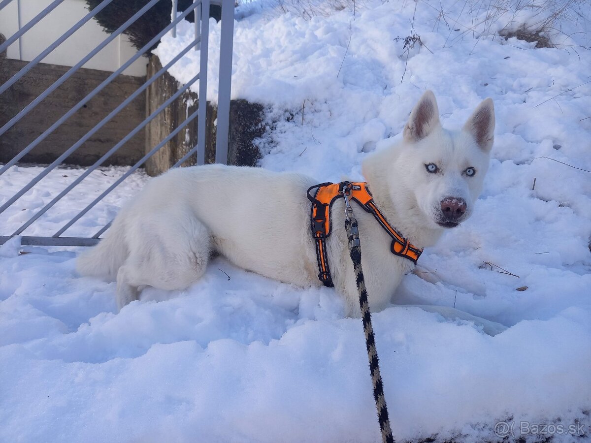 Sibírsky Husky na krytie - 3