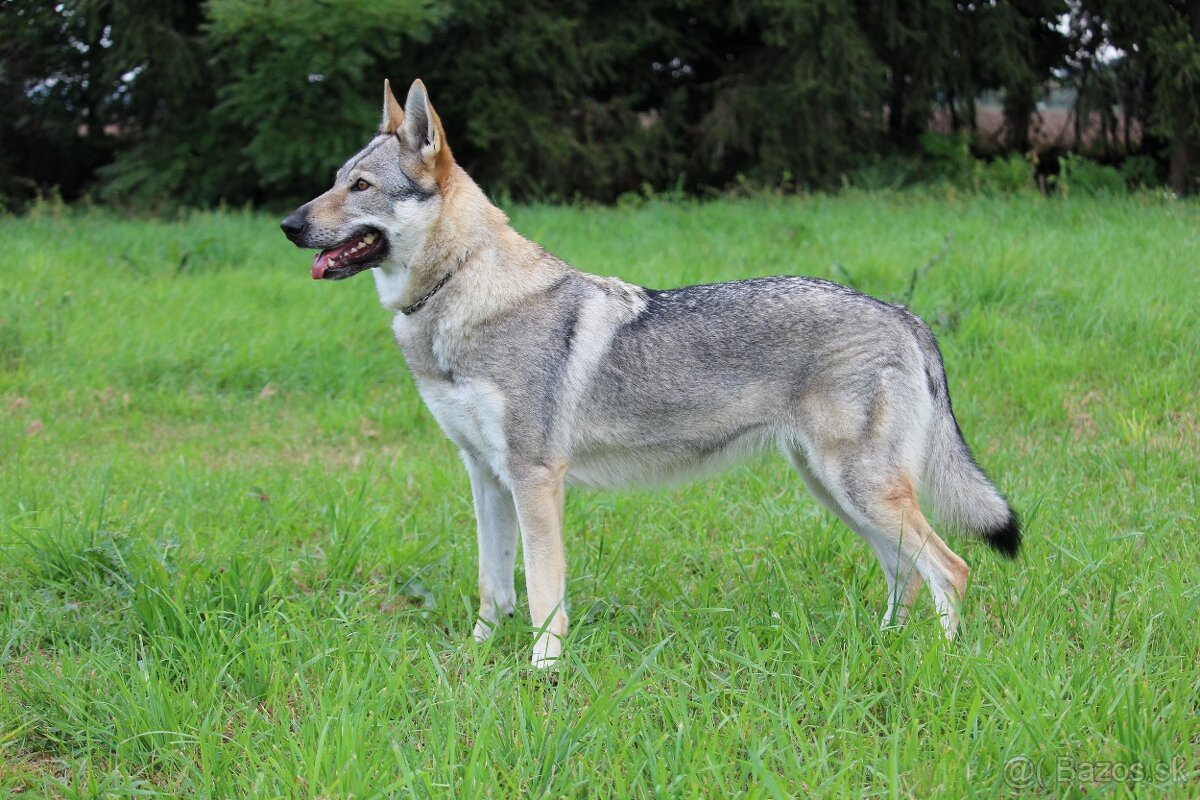 Československý vlčiak šteniatka s PP - 3