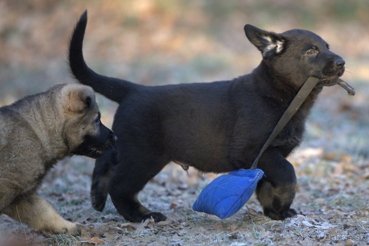 Nemecký ovčiak psík s PP - 3