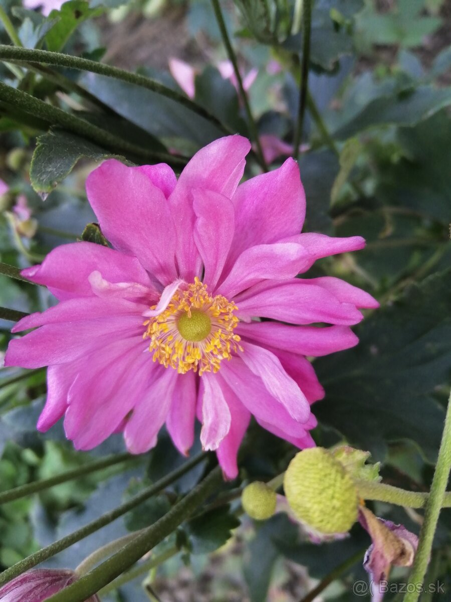 Jesenná veternica dlhokvitnúca, nenáročná - 3