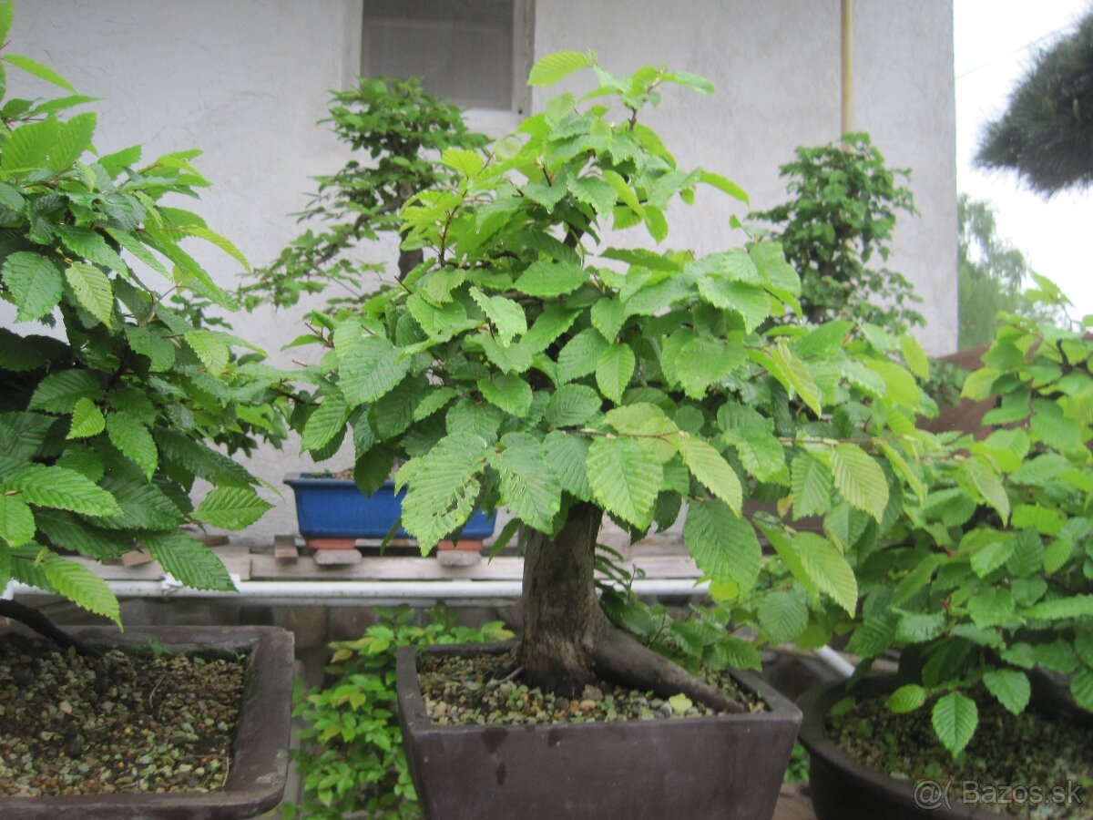 bonsai,bonsaj-hrab 12 - 3