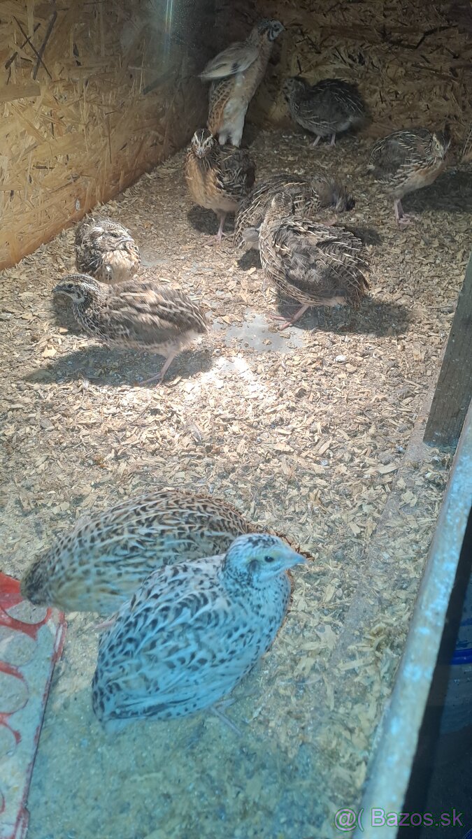 Kohuty Faraon Jumbo - 3