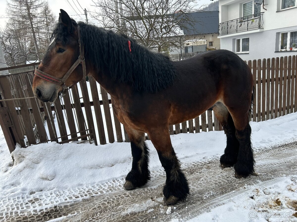 Predam žrebca - 3