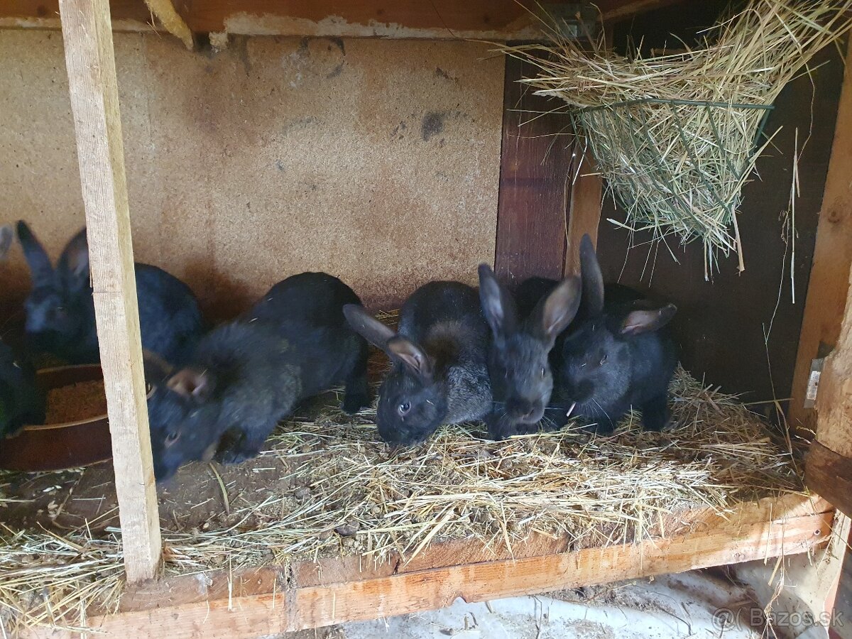 10 týždňové králiky - 3