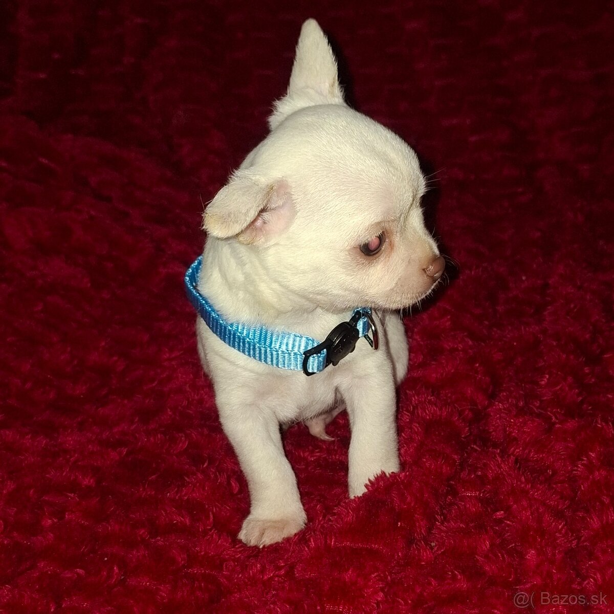 čivava-psík MINI - 3