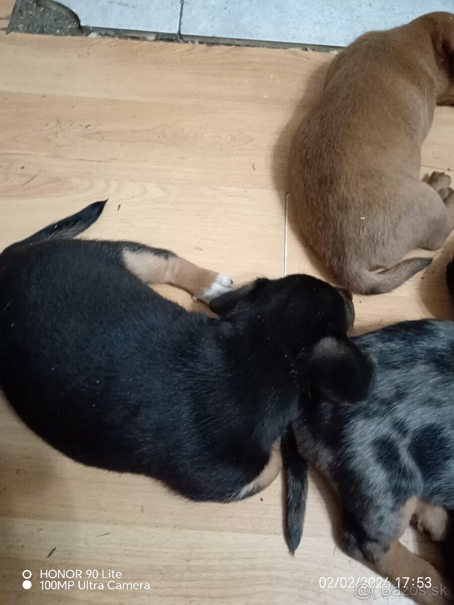 Predám - jazvečík - 3