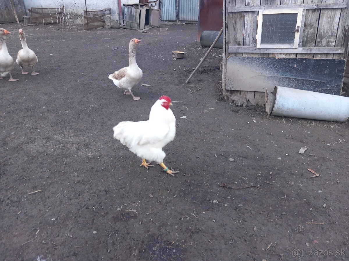 Nasadové vajíčka plymutka biela - 3