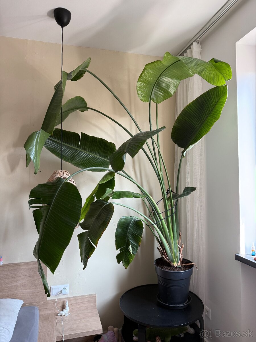 Strelitzia Nicolai / Strelicia - 3