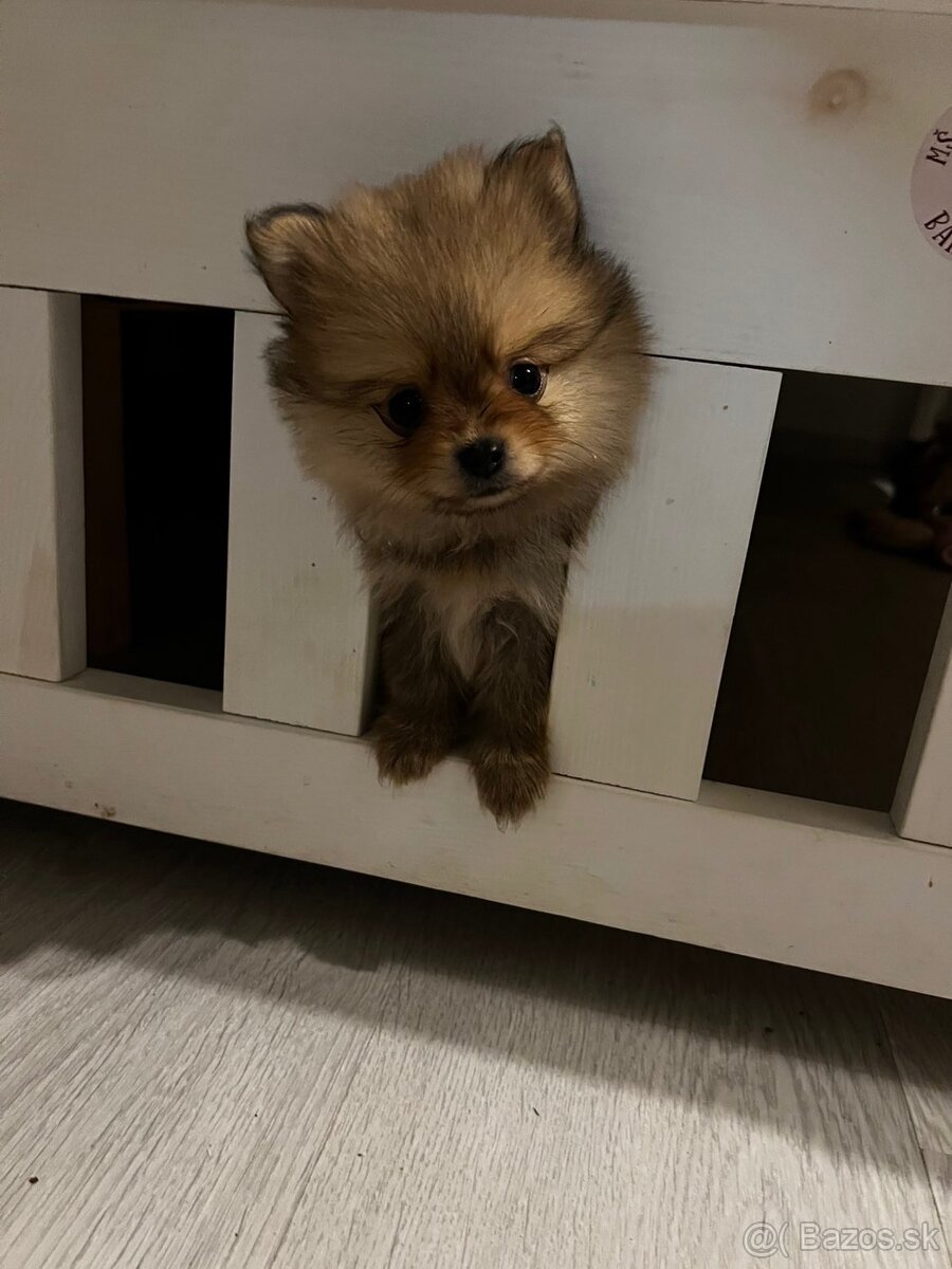Pomeranian mini - 3