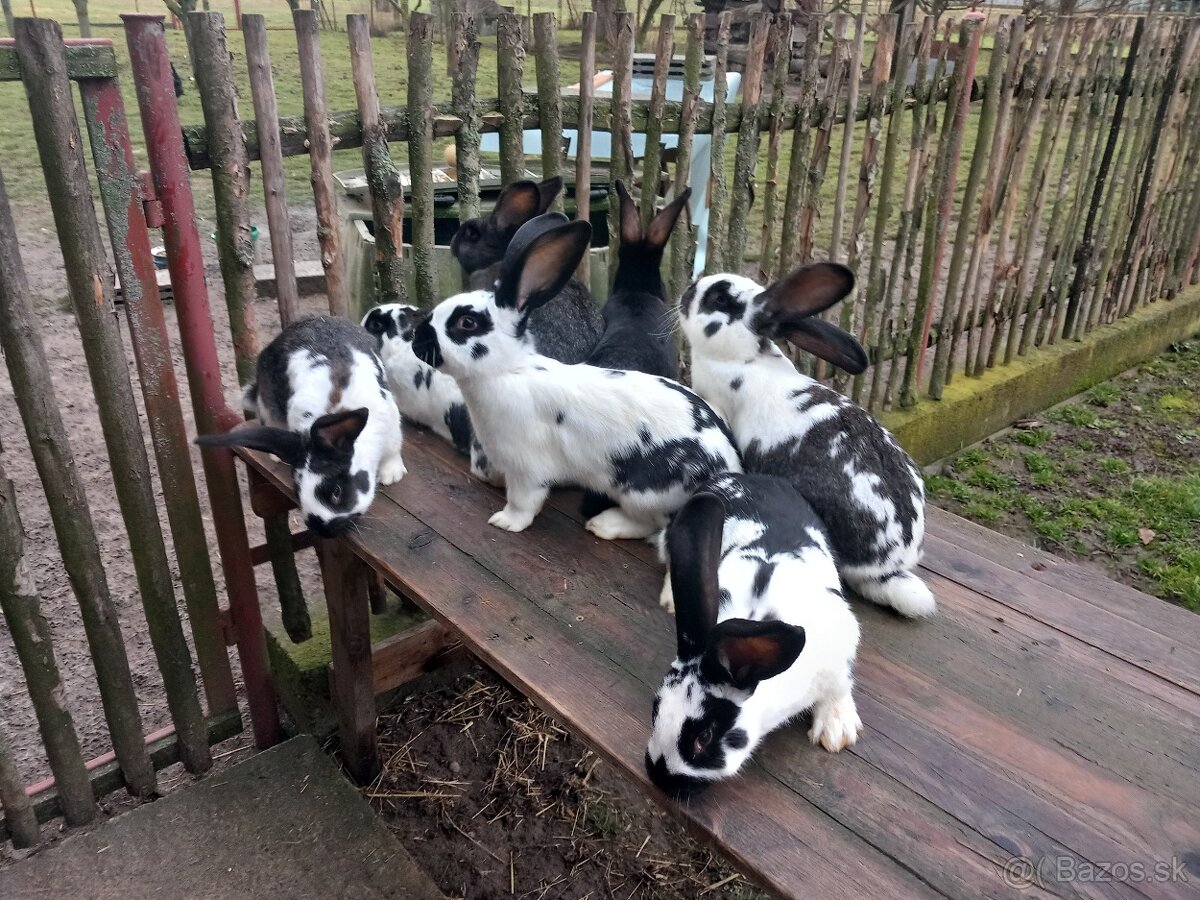 Predám králiky . - 3