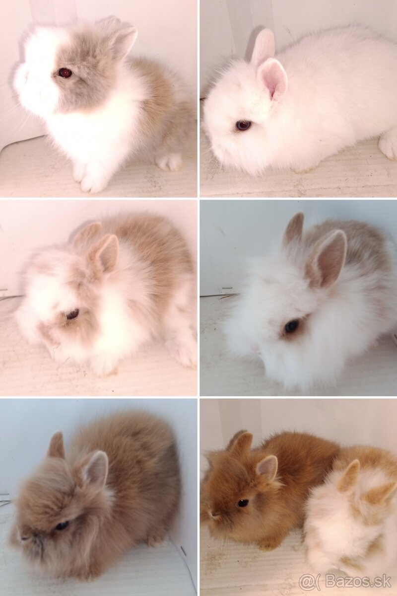 Zdrobnelý zakrslý králik - 3