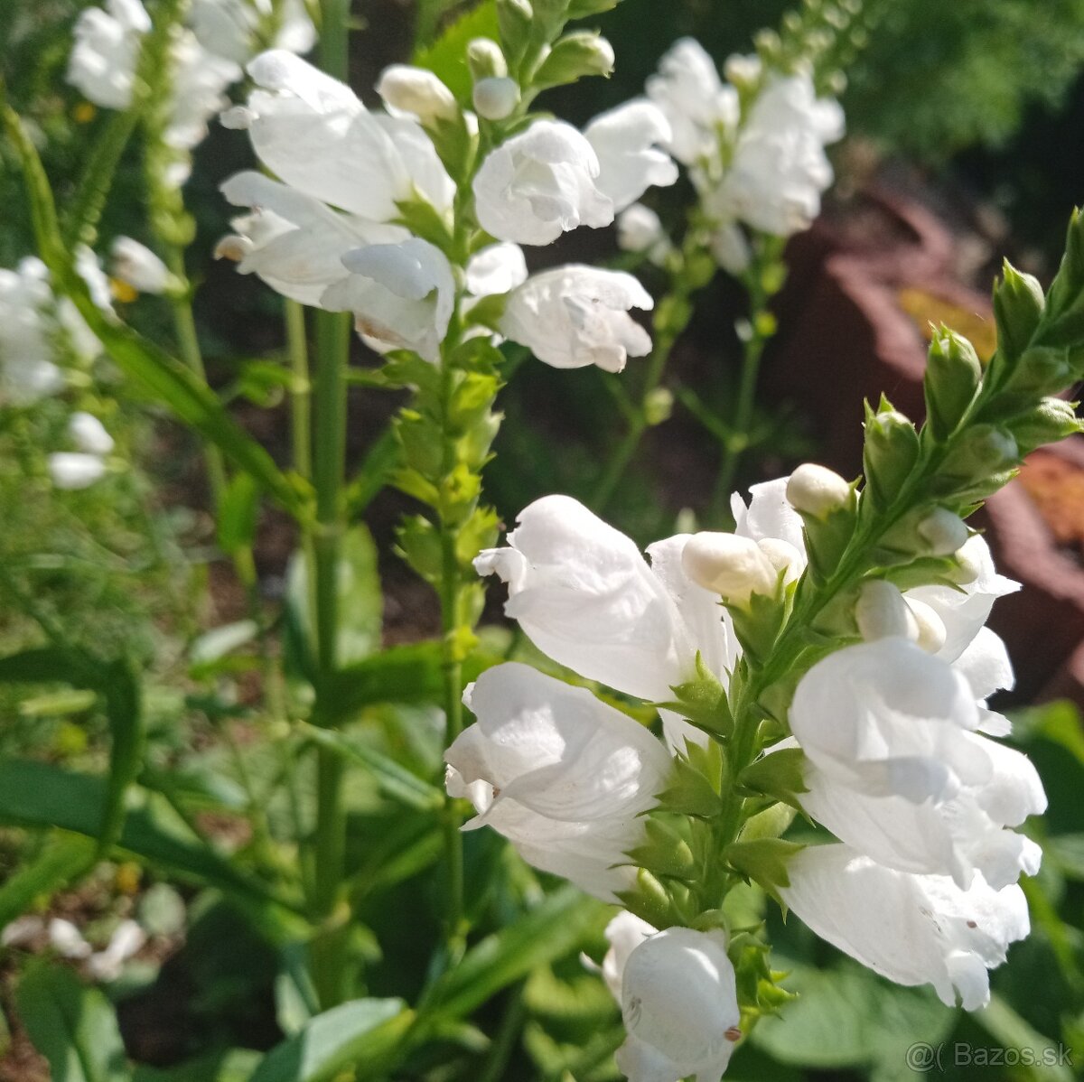 Fizostérga viržínska - 3