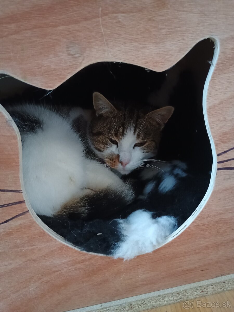 Búda pre mačky - 3