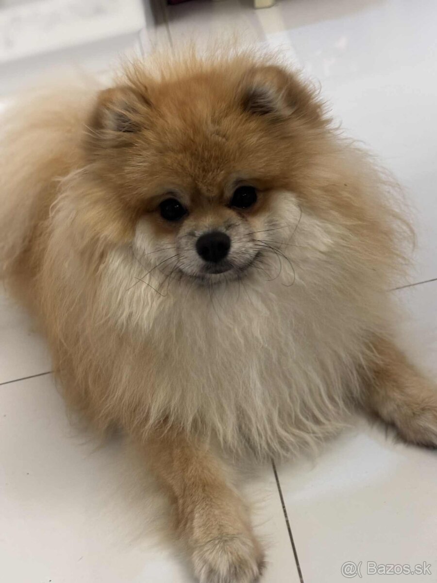 Predám pomeriana - 3