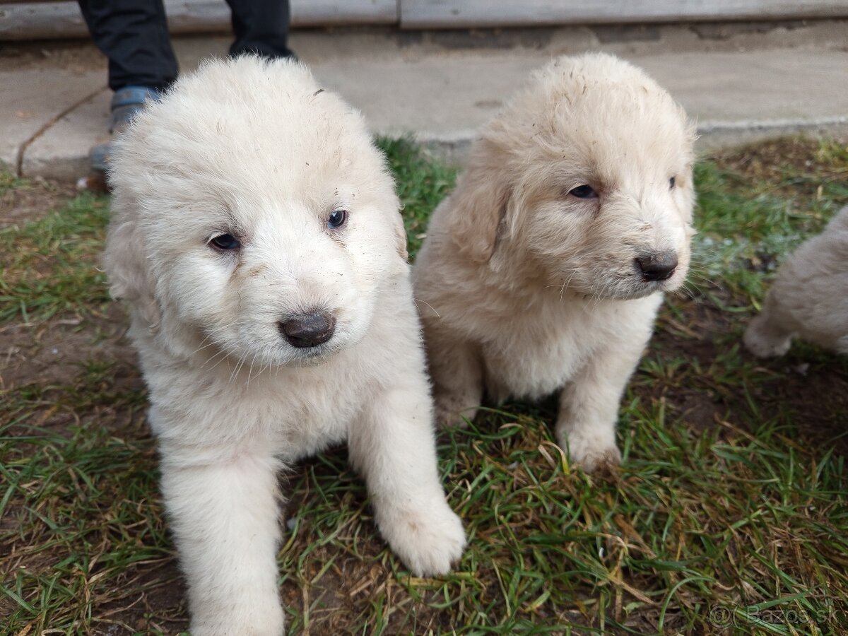 SLOVENSKÝ ČUVAČ - 3