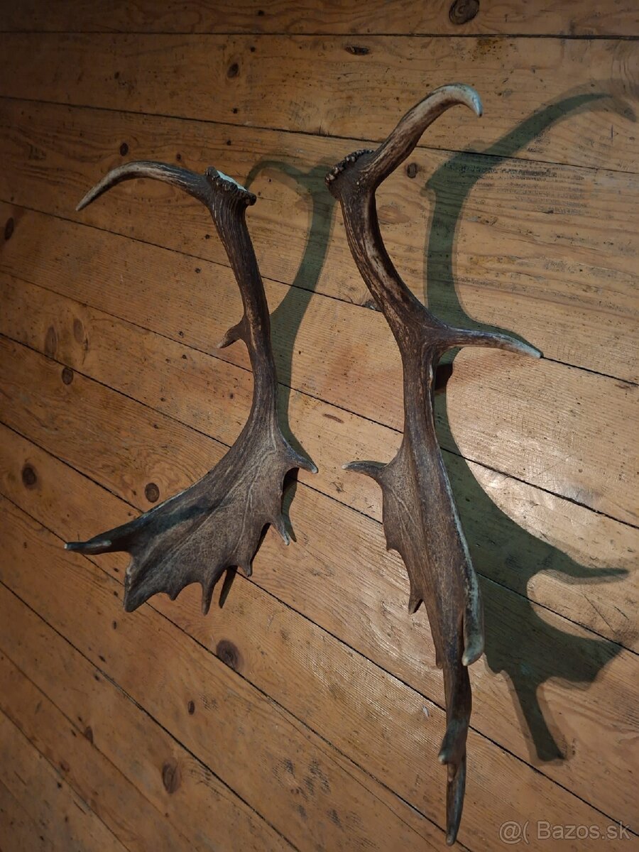 Danielie zhody.parohy.parozie.paroh - 3