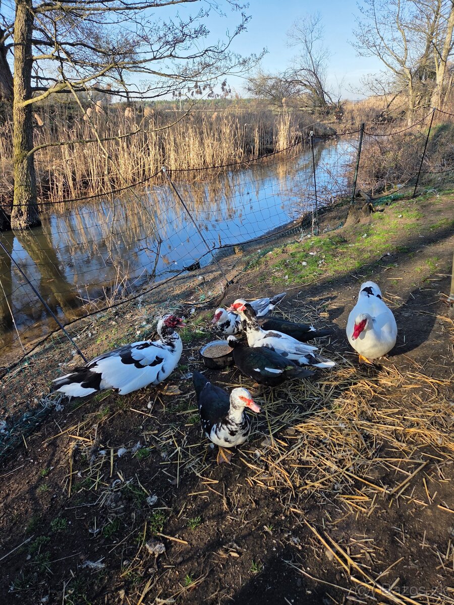 Kačice - 3