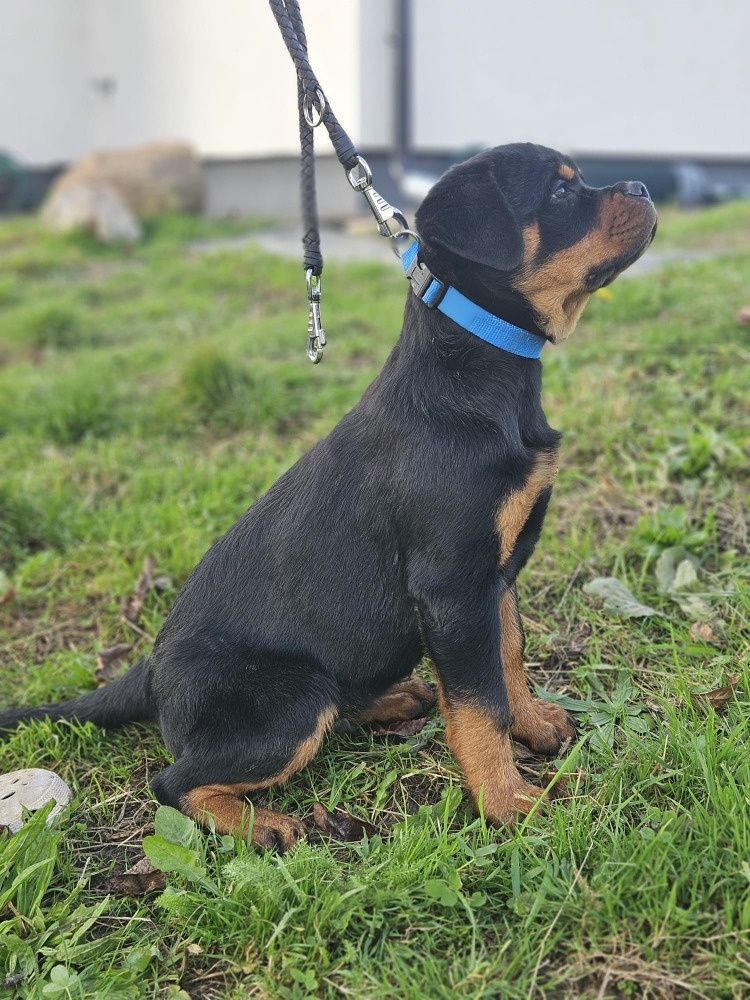 šteniatka rotvajlera - 3