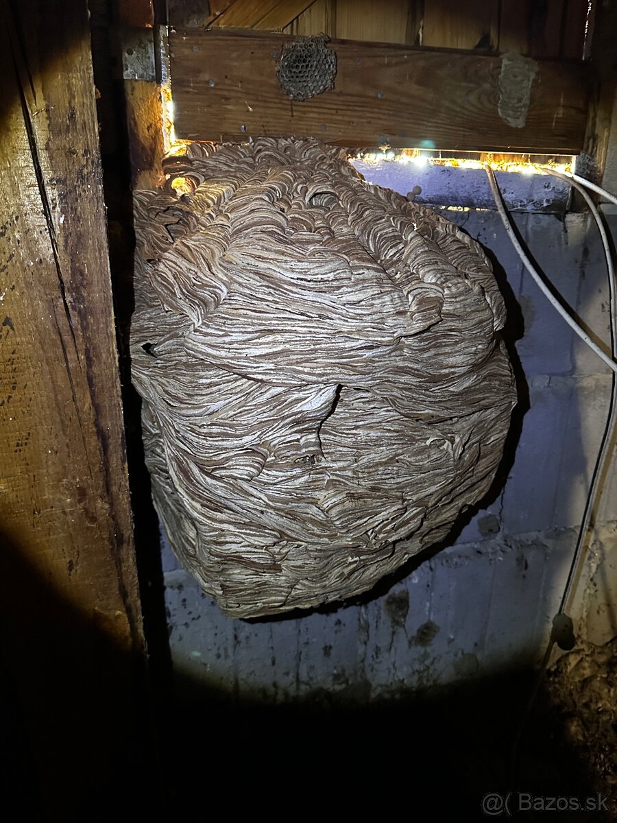 DERATIZÁCIA, DEZINFEKCIA, DEZINSEKCIA - 3