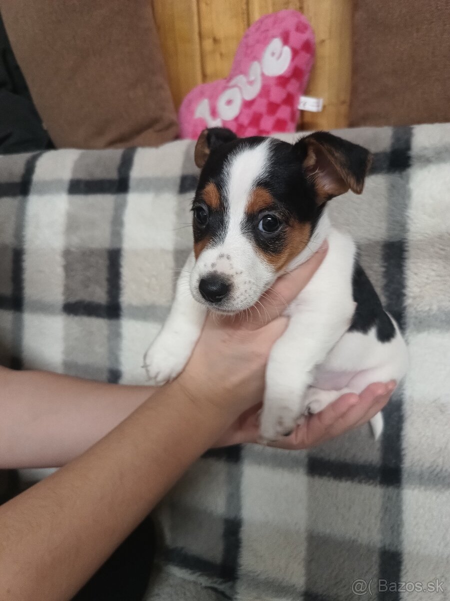 Jack Russell teriér - 3