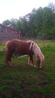 Predám ťažnú kobylu - 3