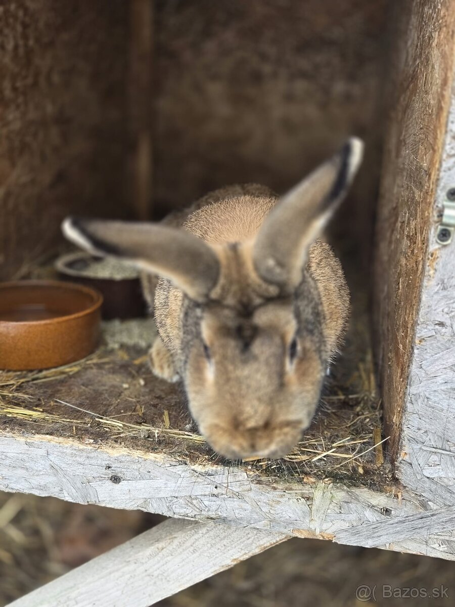 Predam zajace - 3