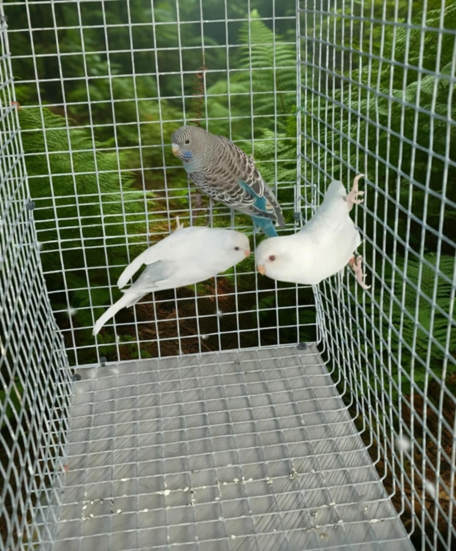 BLACKFACE andulky - 3