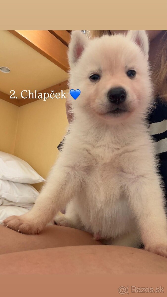 Predám šteniatka sibírsky husky biely - 3