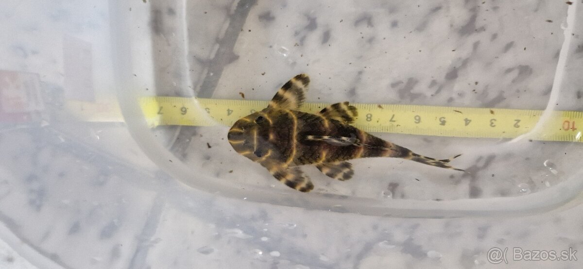 L204 panaqolus albivermis - 3