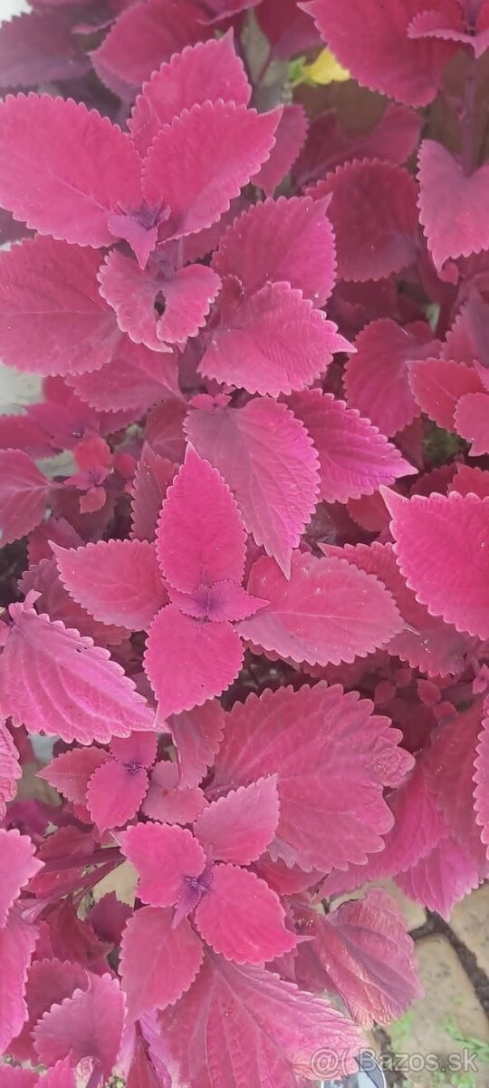 Koleus (6kusov- 3-farby) - 3