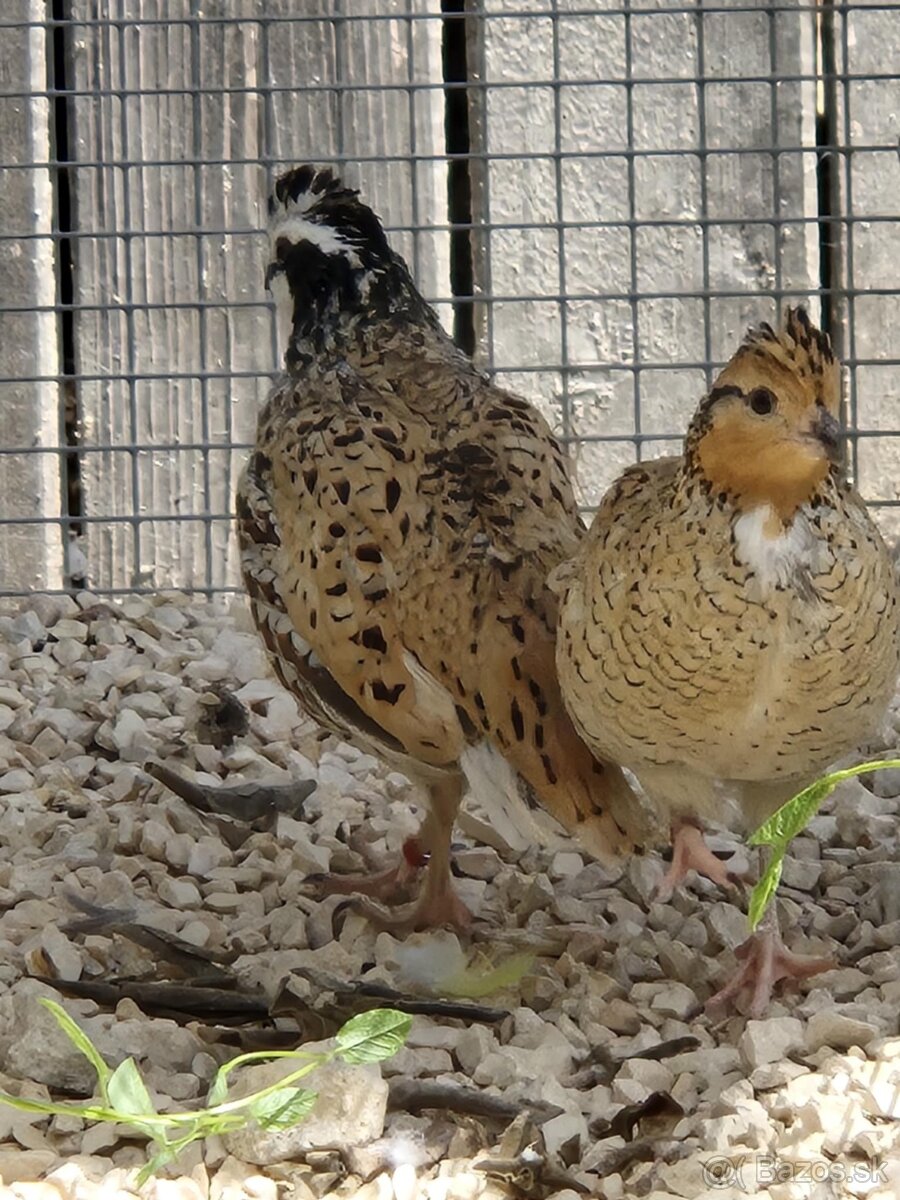 Prepelica viržinská - zlatá - prírodná - 3