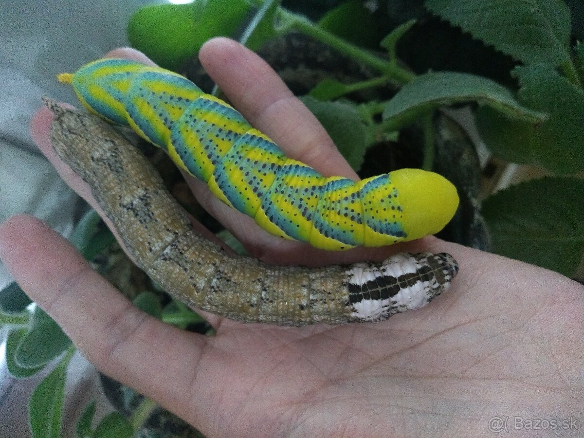 Acherontia atropos - 3