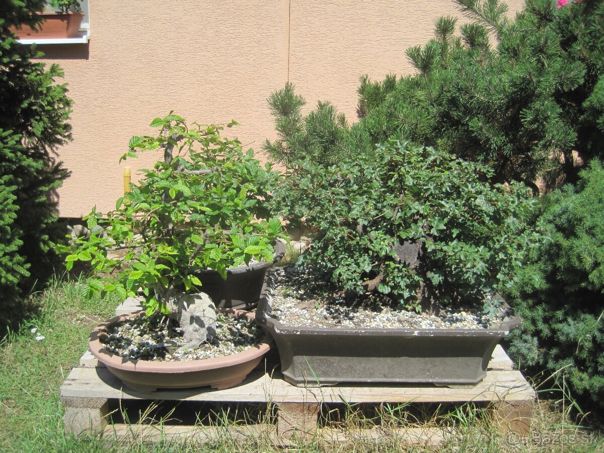 bonsai,bonsaj-hrab 16 - 3