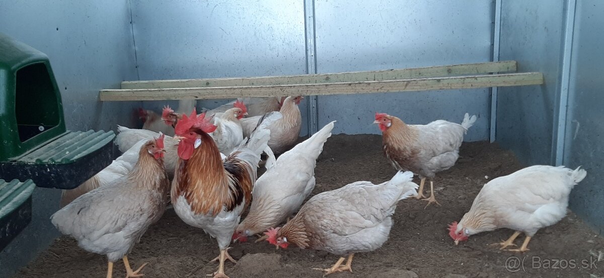 Vlaška Červeno sedlata nasadove vajcia - 3