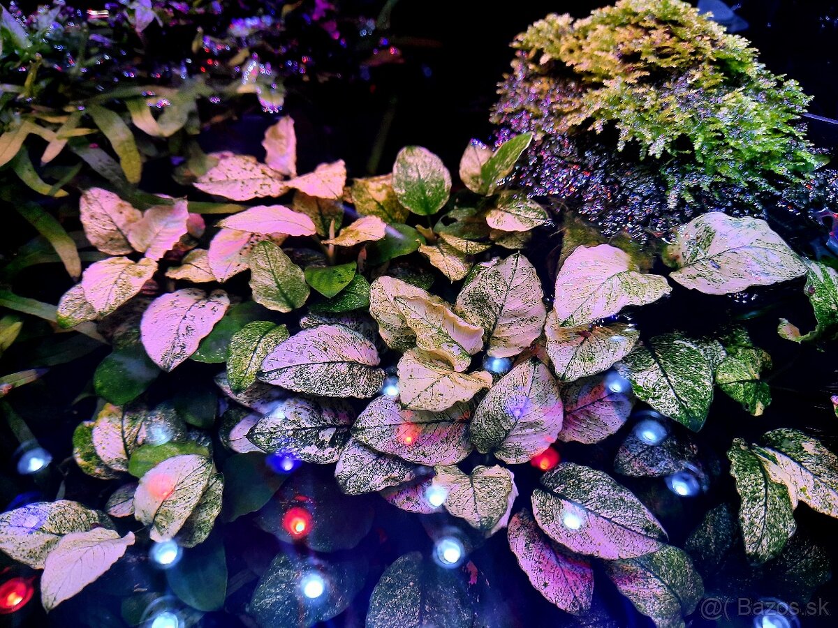 Akvarijne rastlinky - 3
