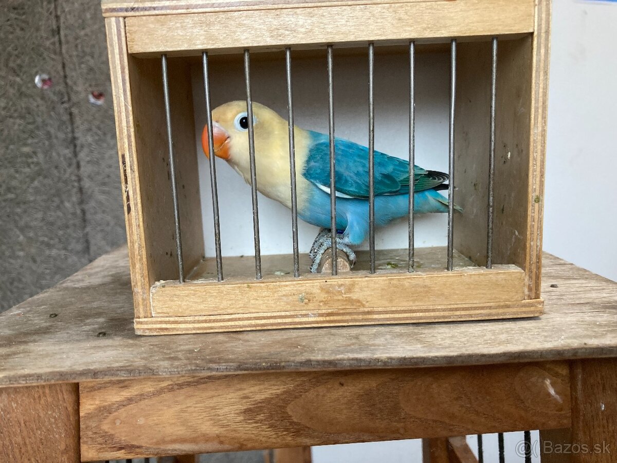 Agapornis fischeri - 3