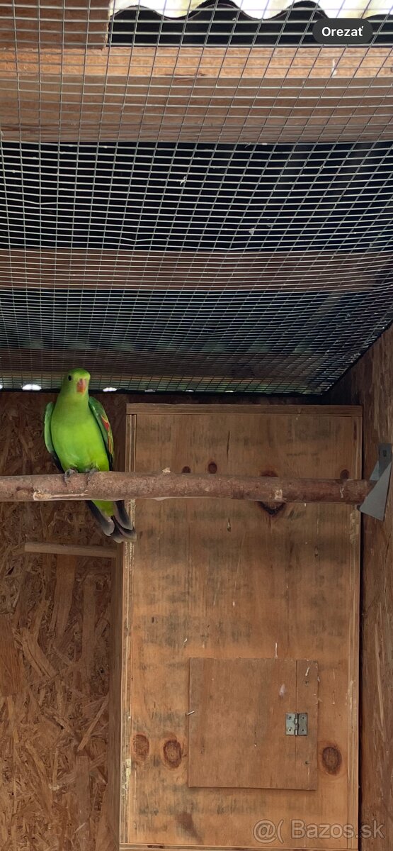 Papagáj Červenokrídly - 3