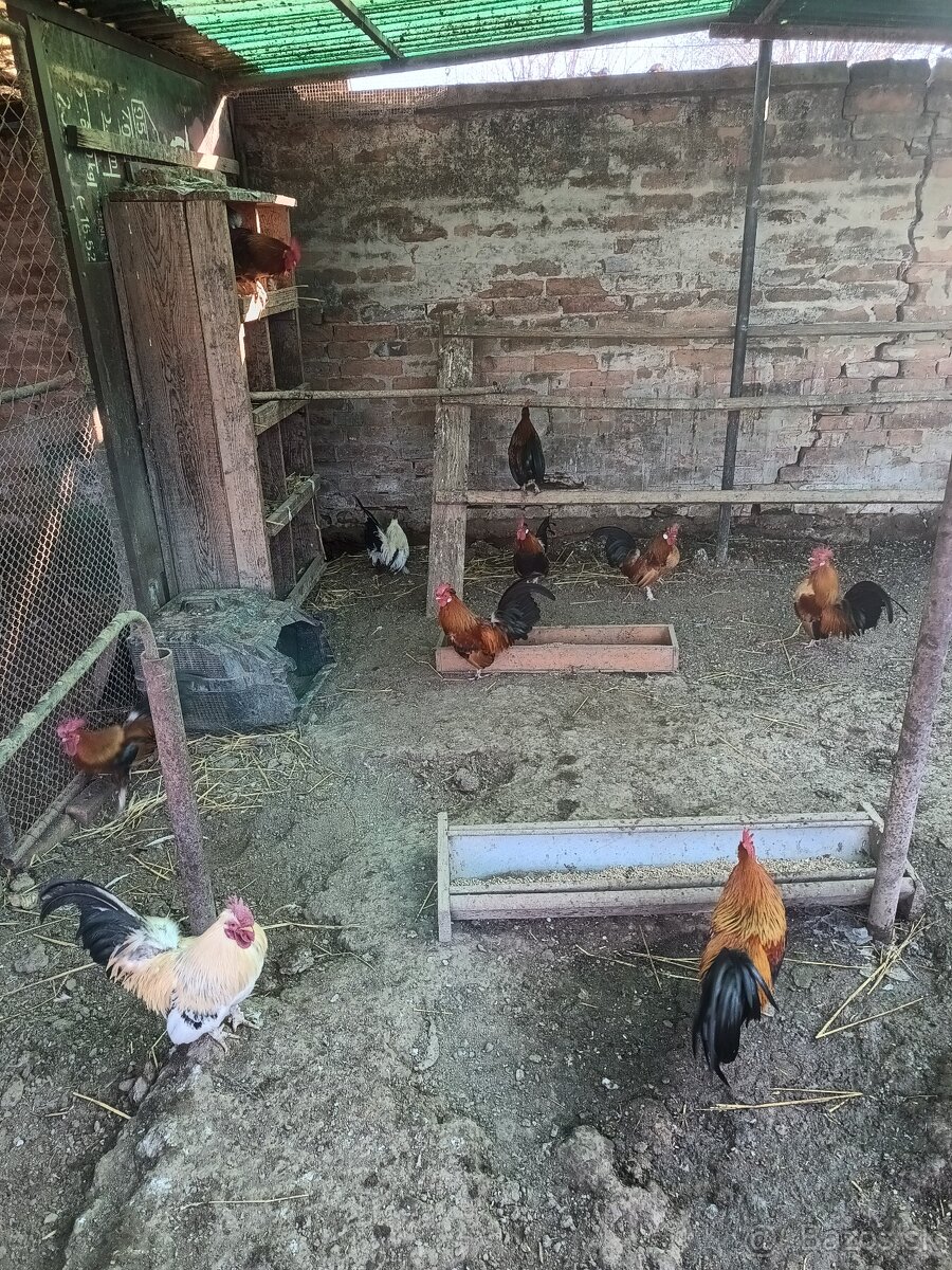 Predám Liliputky - 3