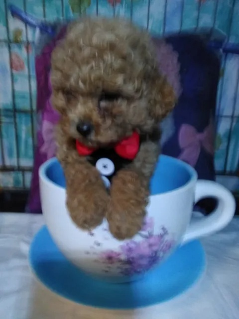 pudlik-pudel toy - 3