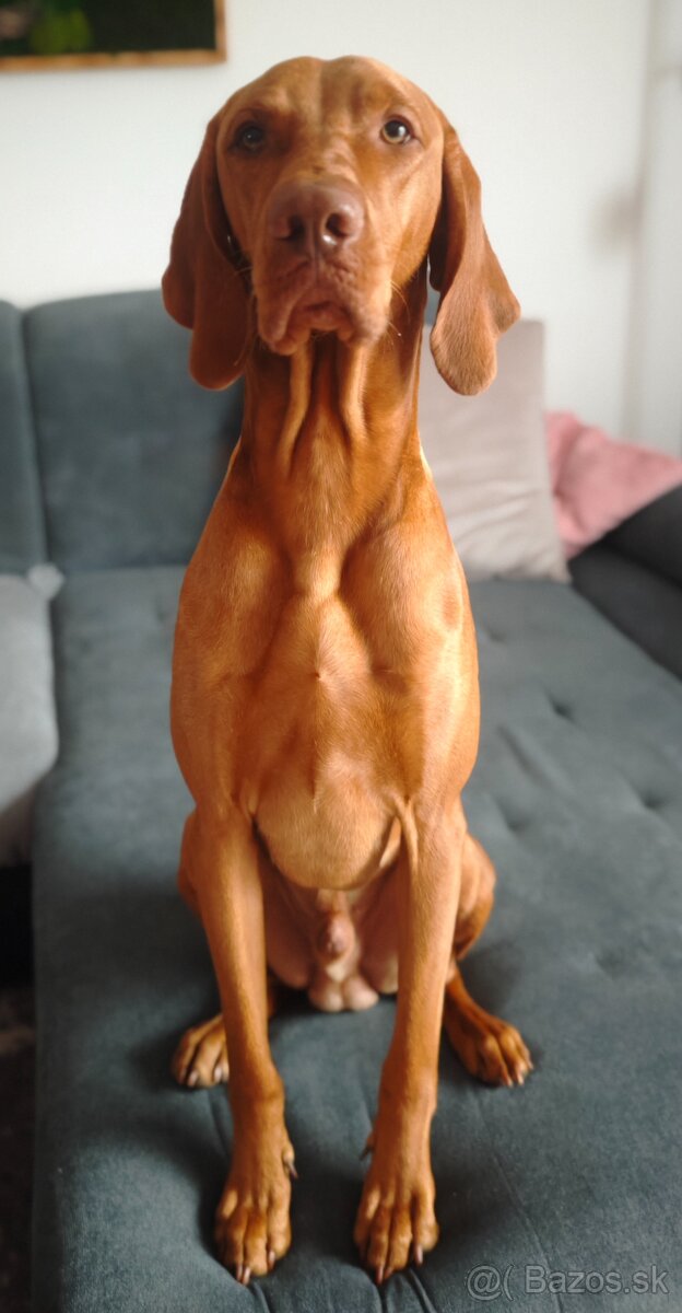 Maďarská vyžla - pes na krytie - 3