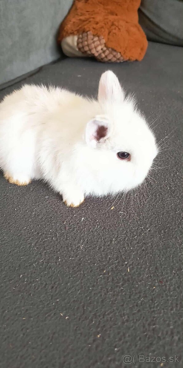 Zakrslý zajačik - 3