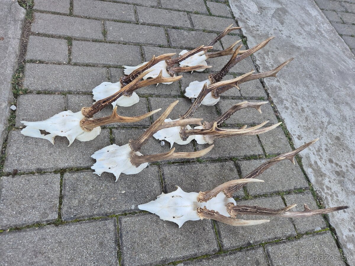 Trofej trofeje paroh parohy parozie zhody - 3